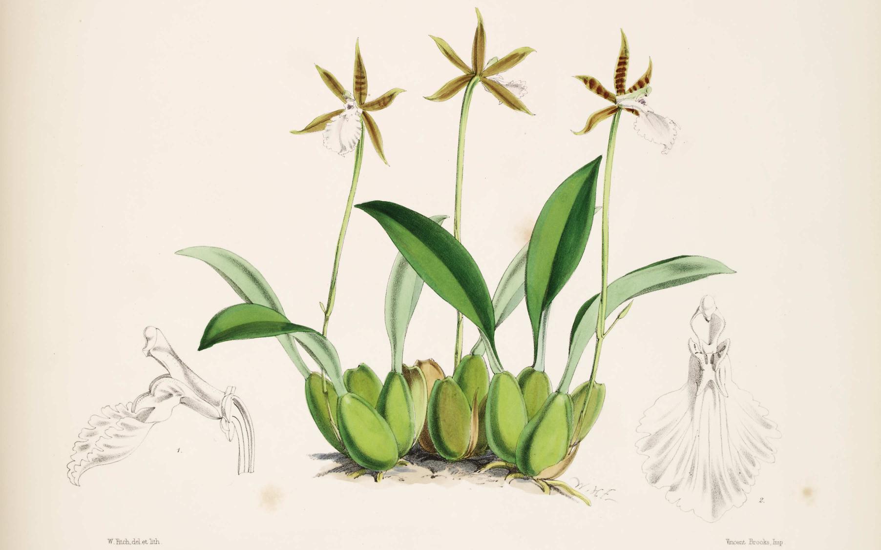 Odontoglossum stellatum.
