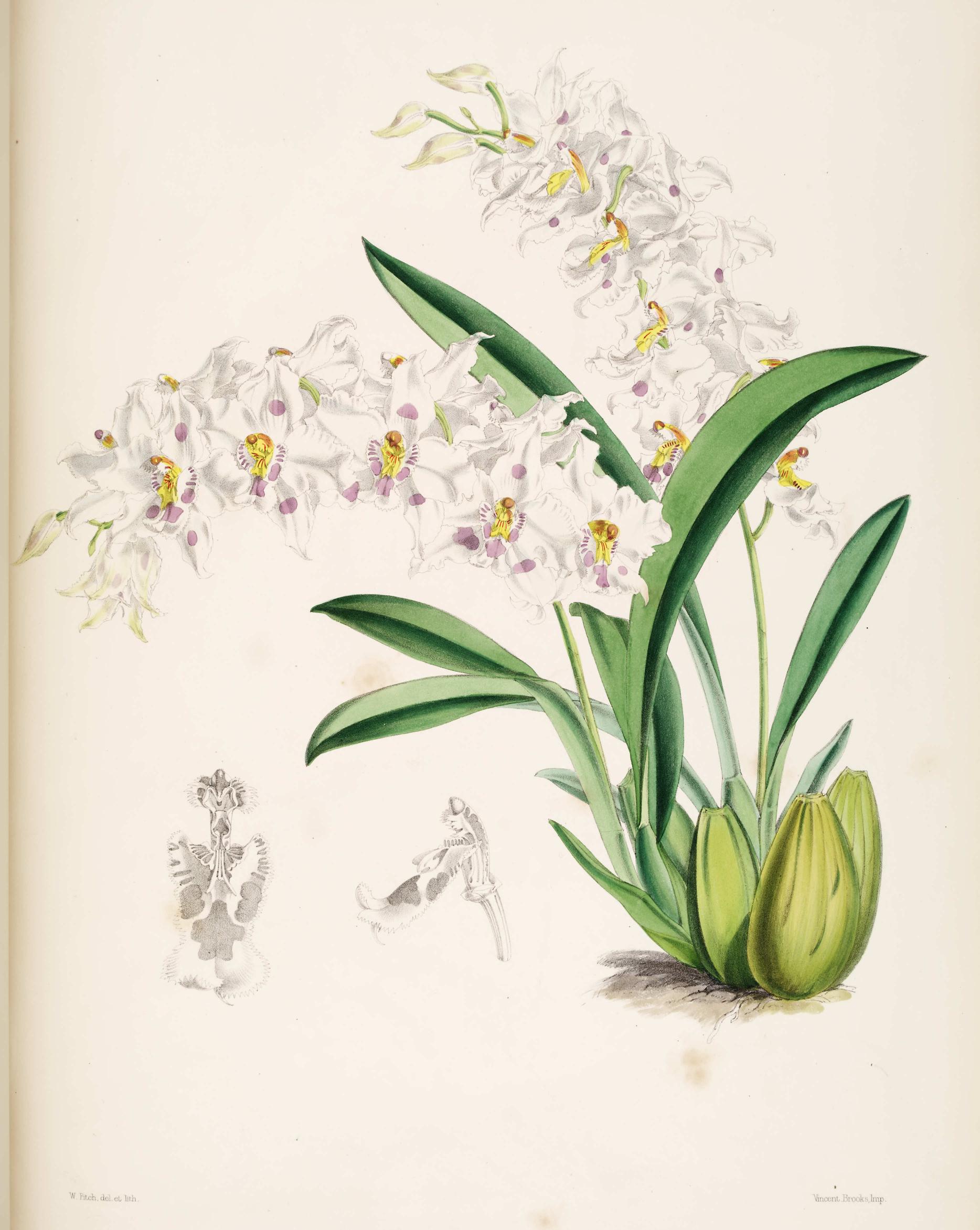 Odontoglossum Alexandræ.