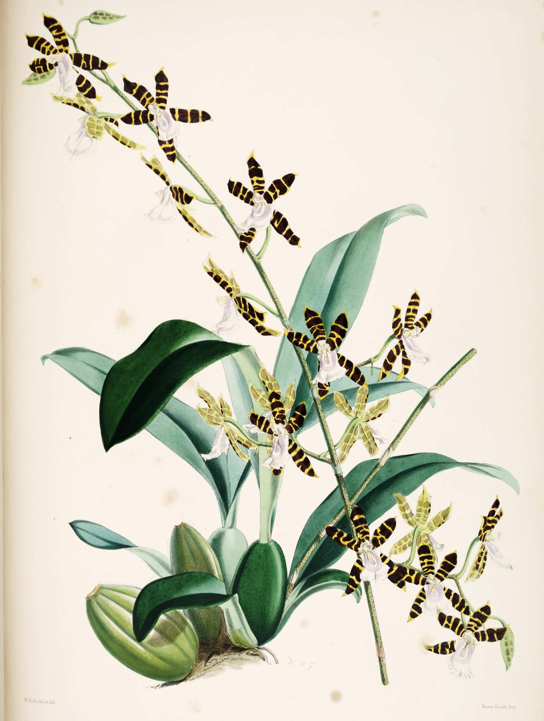 Odontoglossum Reichenheimii.