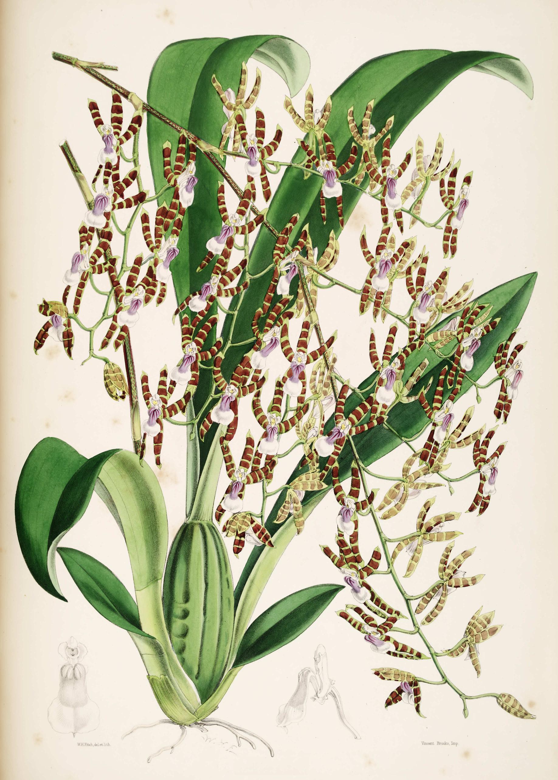 Odontoglossum læve.