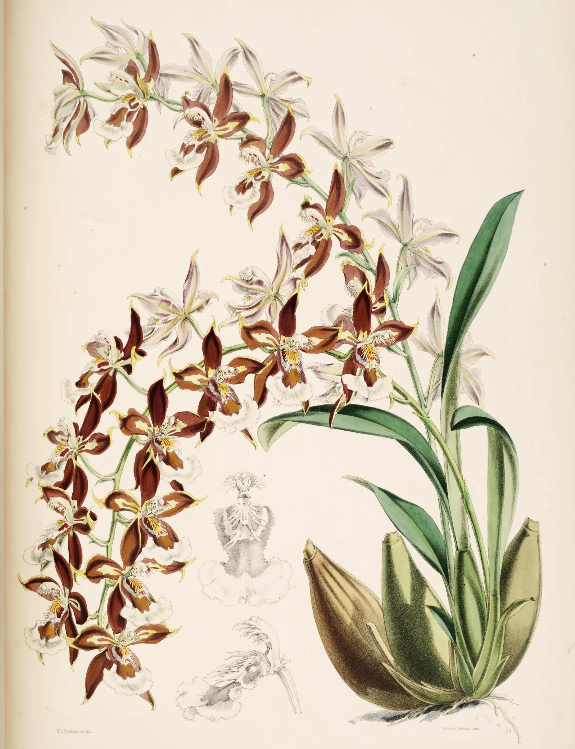Odontoglossum atropurpureum.