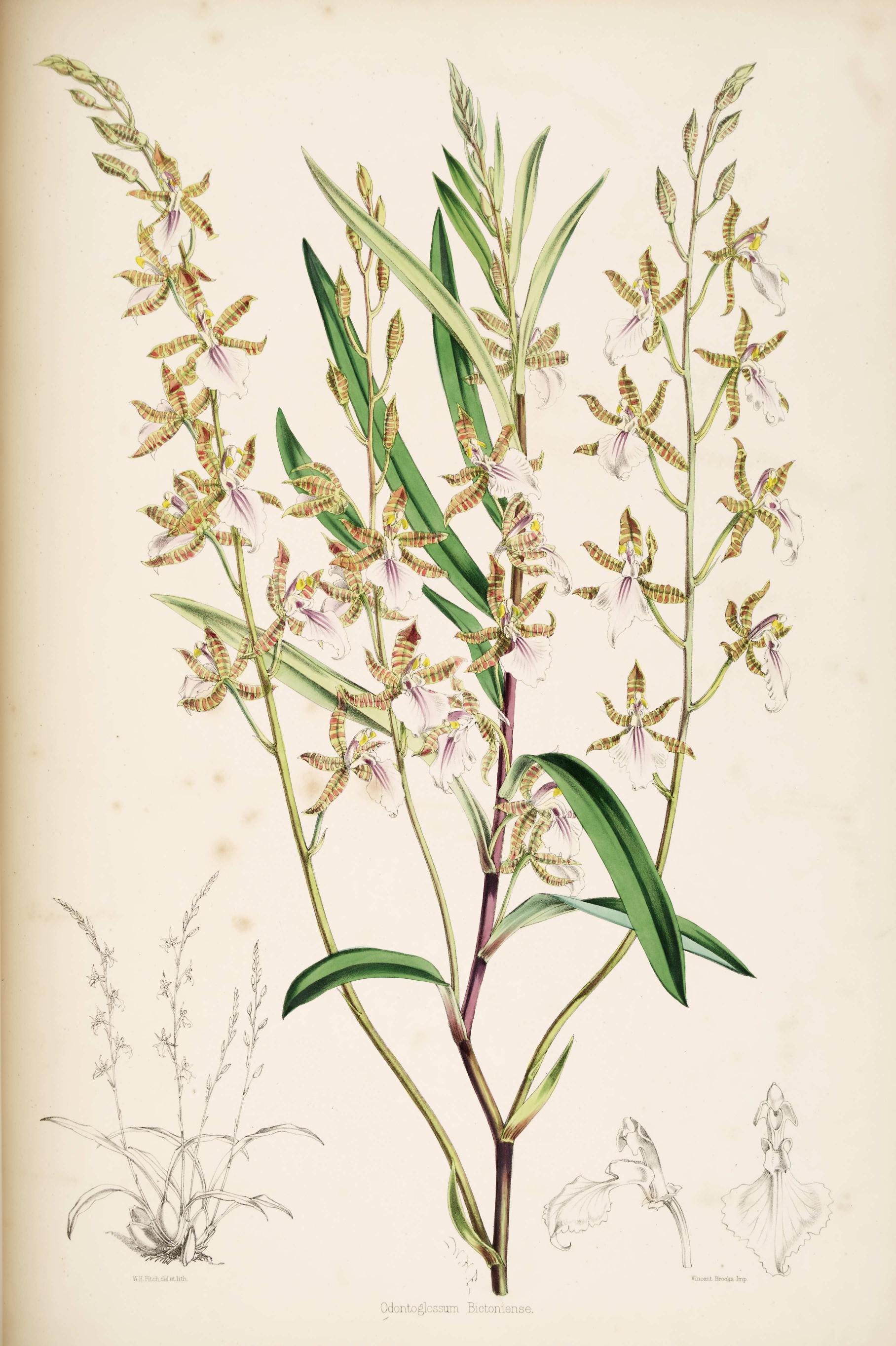 Odontoglossum Bictoniense.