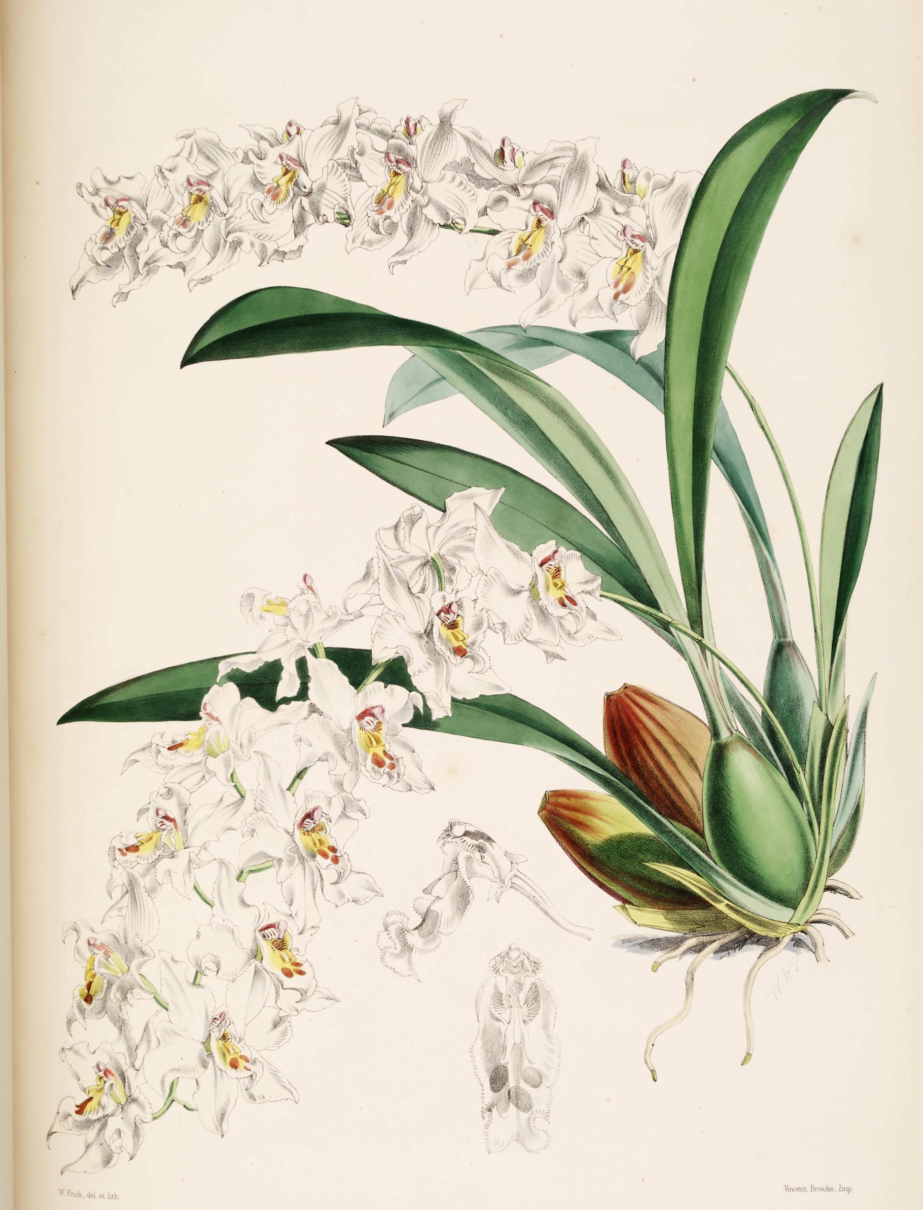 Odontoglossum Alexandræ. (<i>Weirs
    variety</i>)