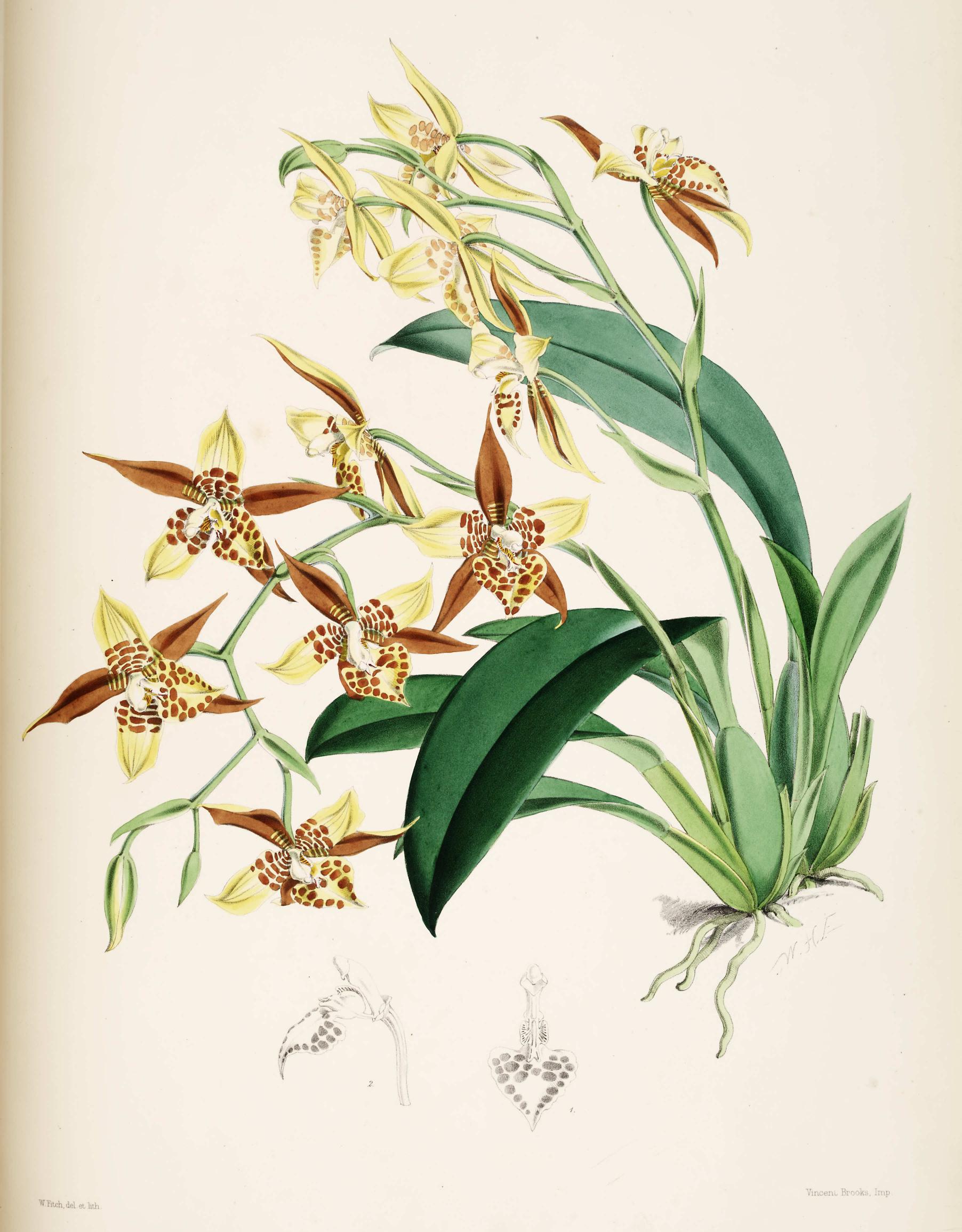 Odontoglossum maculatum.