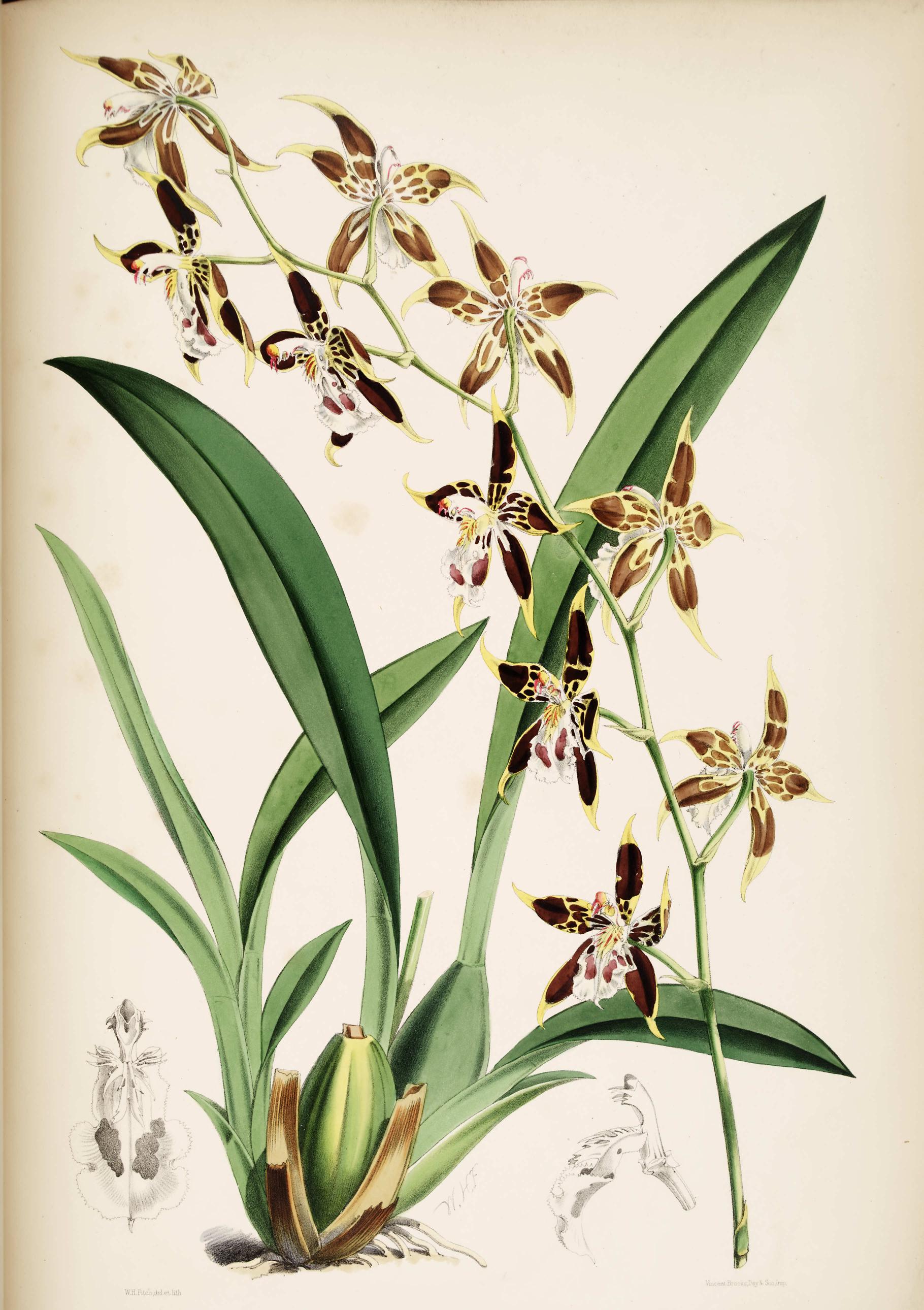 Odontoglossum Hallii.