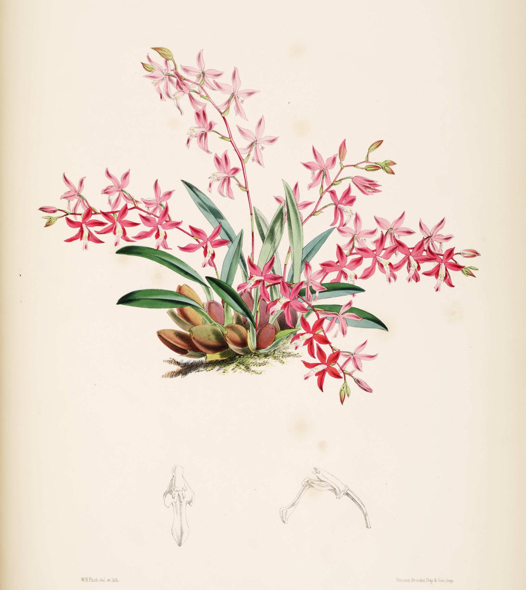 Odontoglossum Roseum.