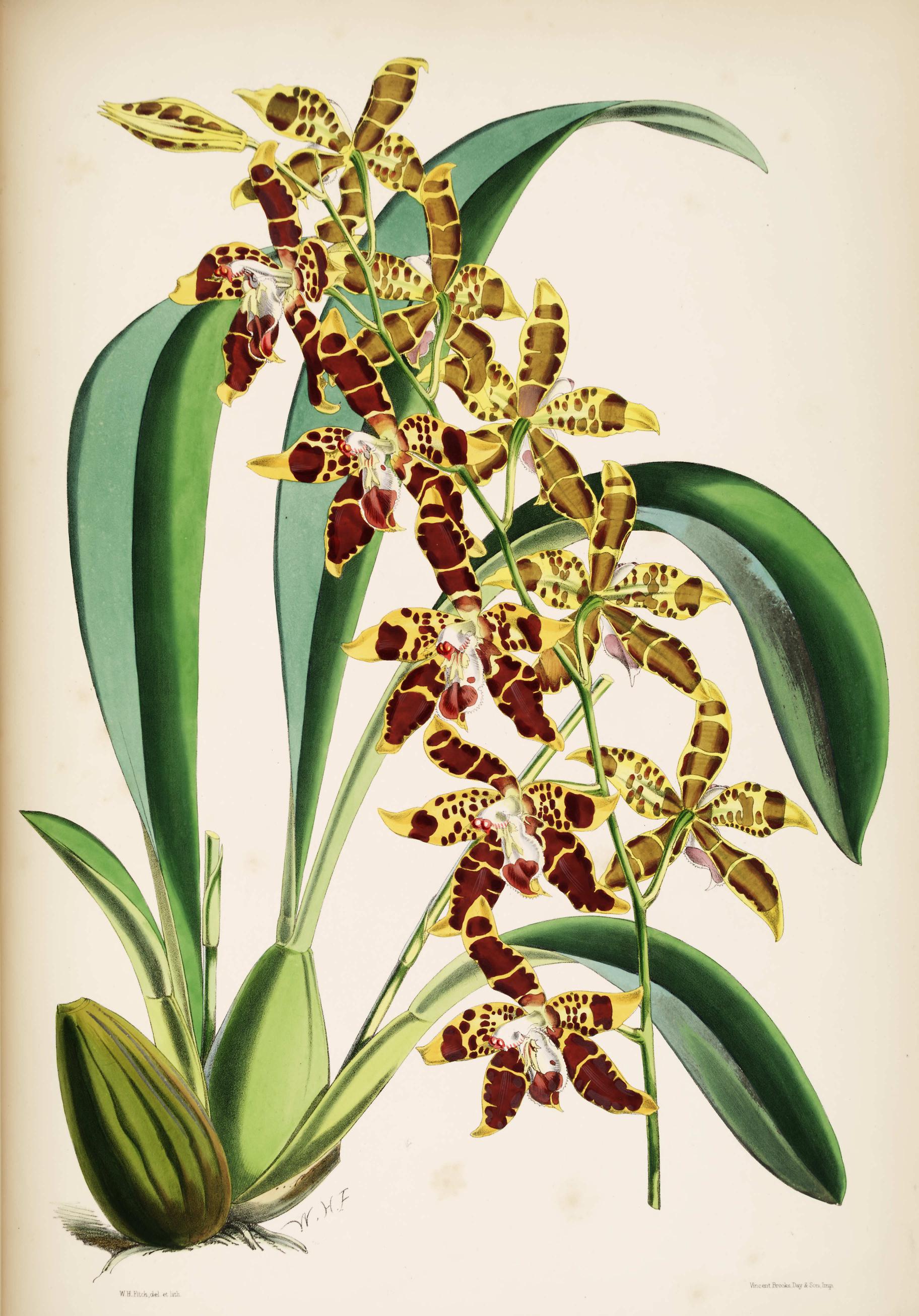 Odontoglossum triumphans.