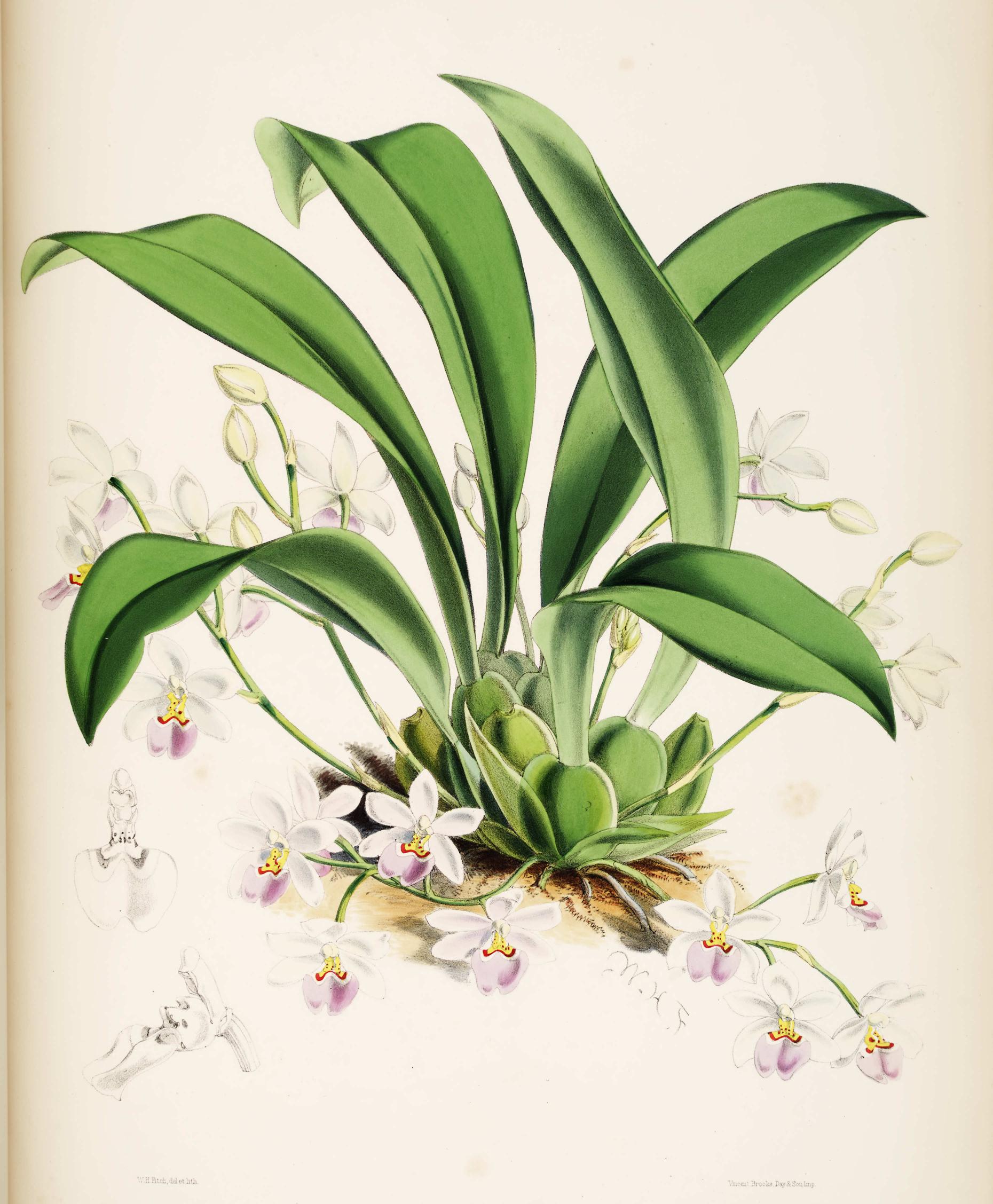 Odontoglossum Krameri.