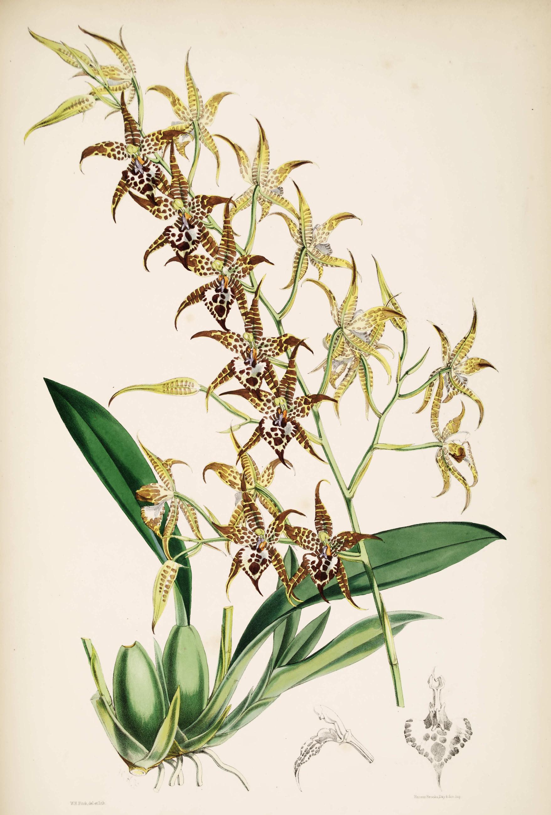Odontoglossum cordatum.