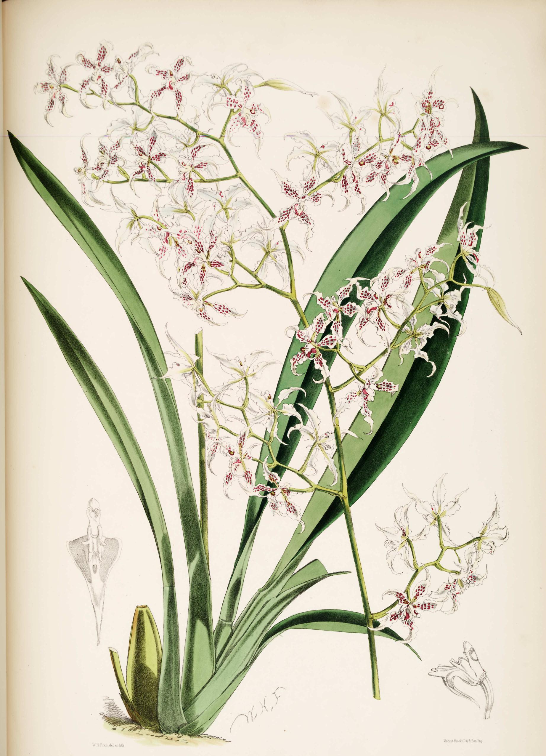 Odontoglossum angustatum.