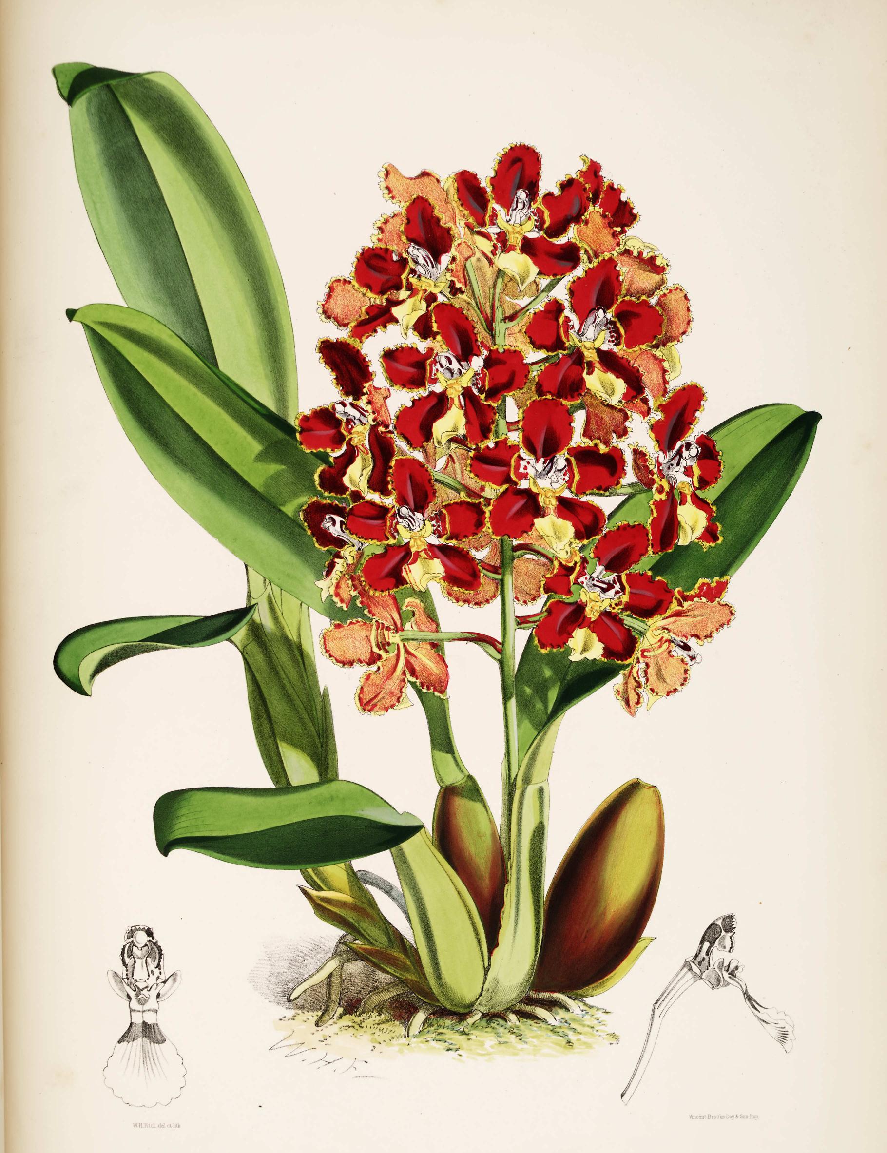 Odontoglossum coronarium.