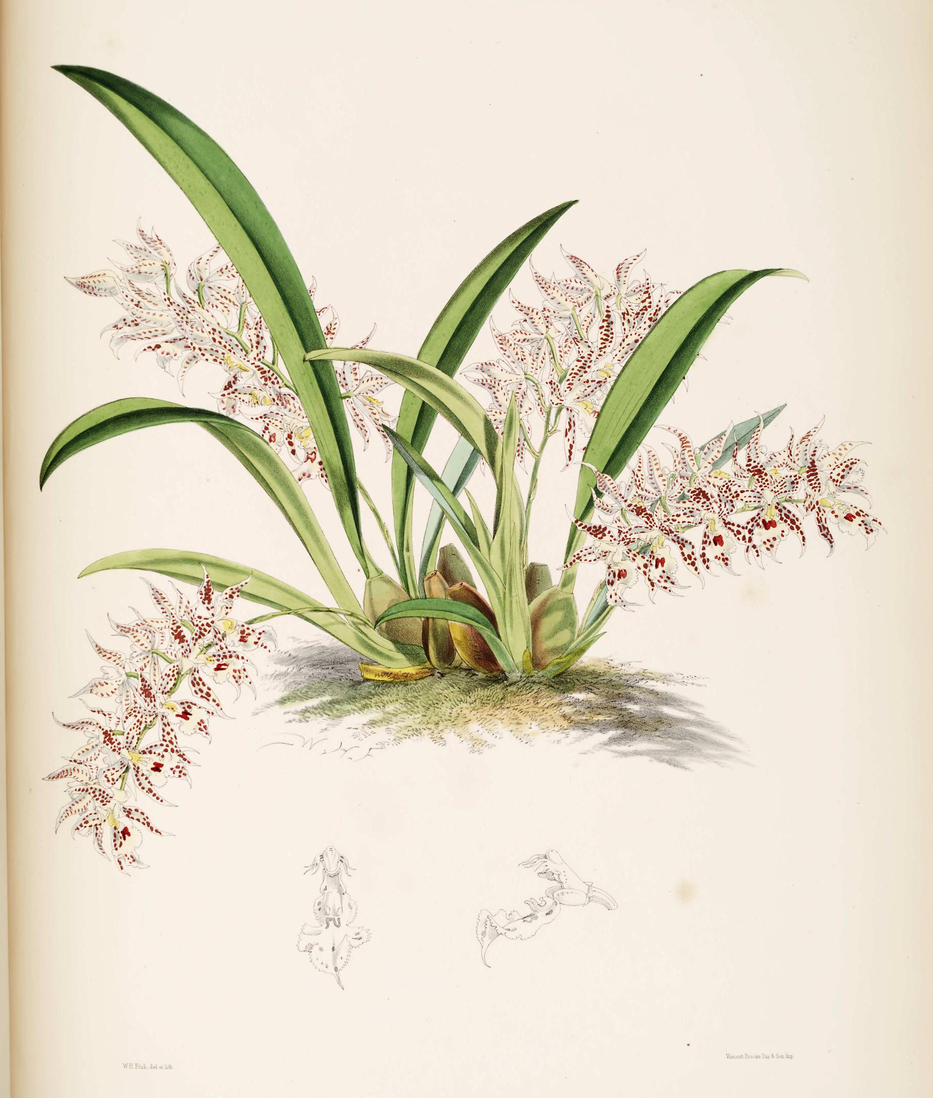 Odontoglossum blandum.