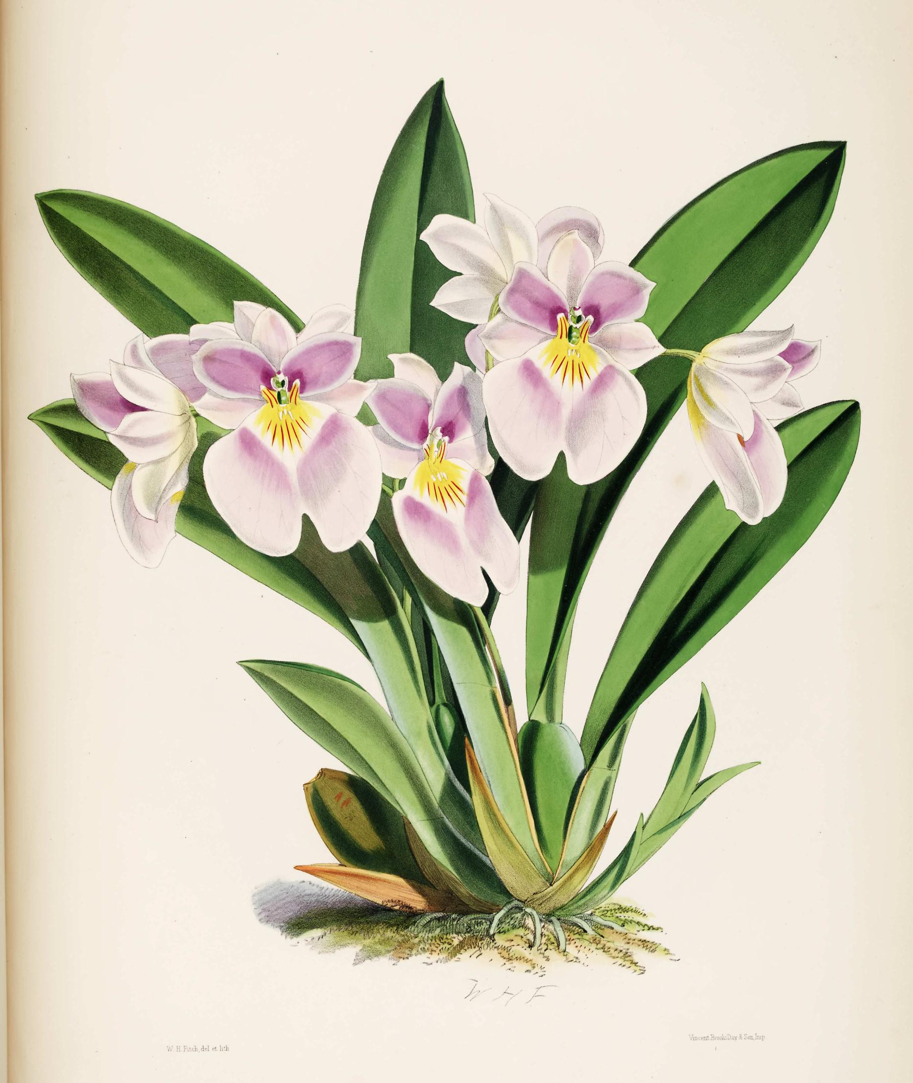 Odontoglossum vexillarium.