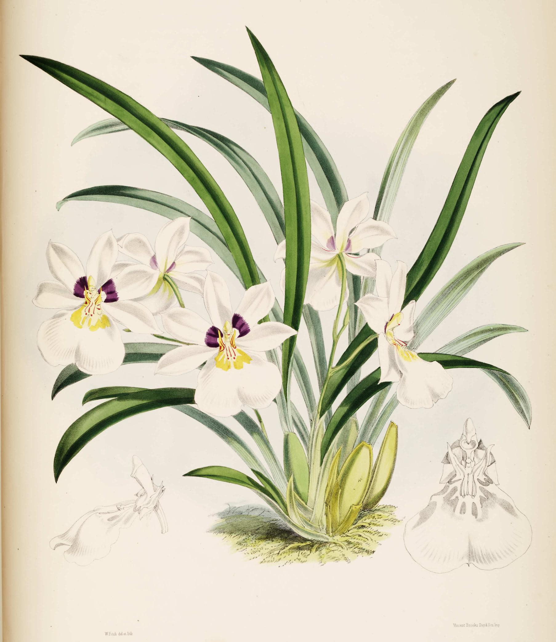 Odontoglossum Roezlii.
