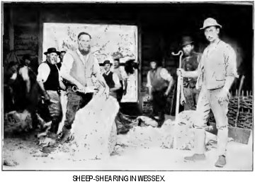 Sheep-shearing in Wessex