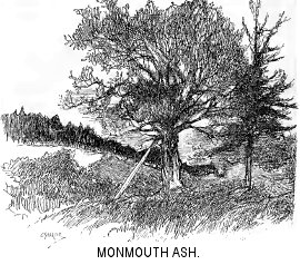 Monmouth Ash