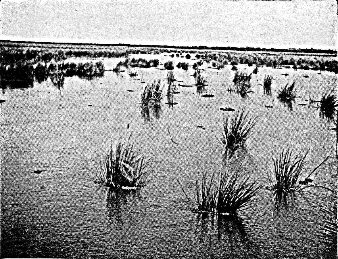 Marshes