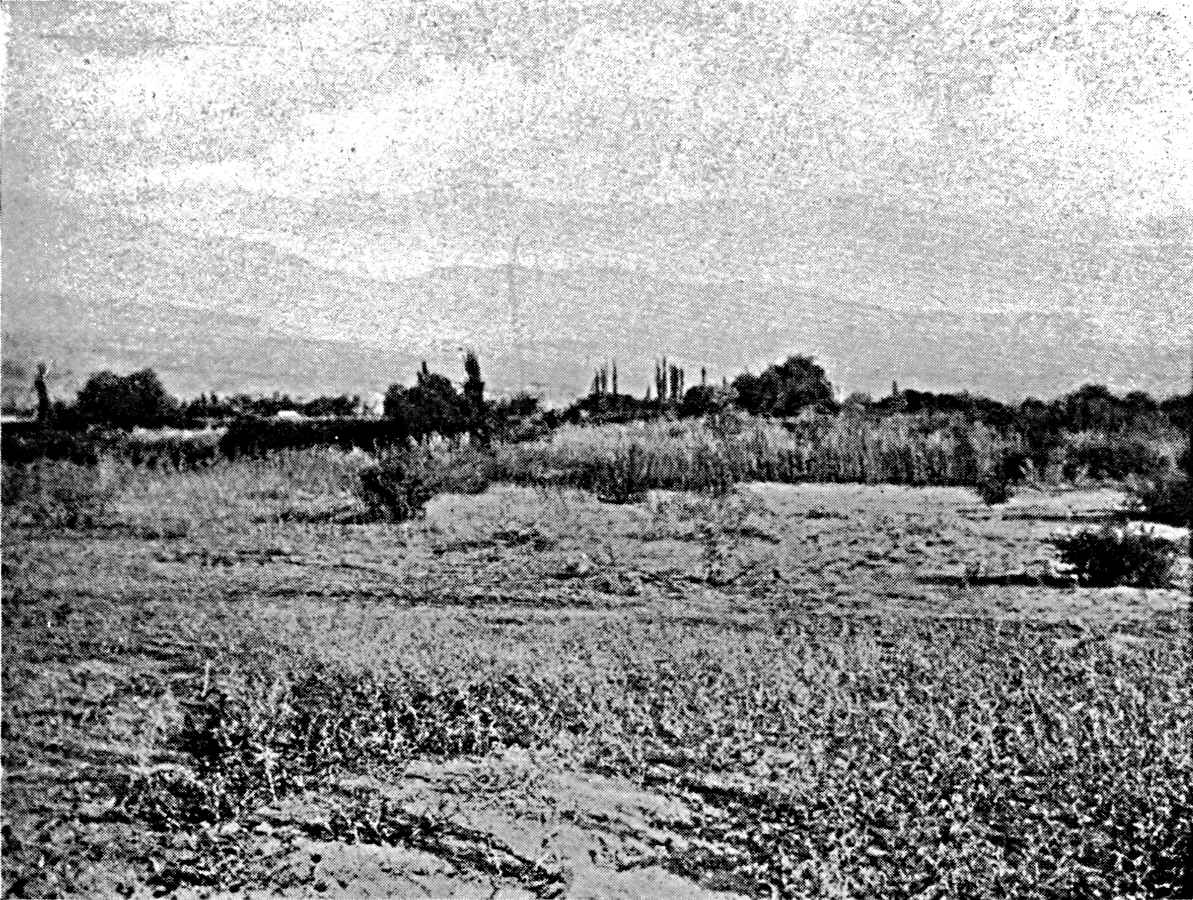 Oasis