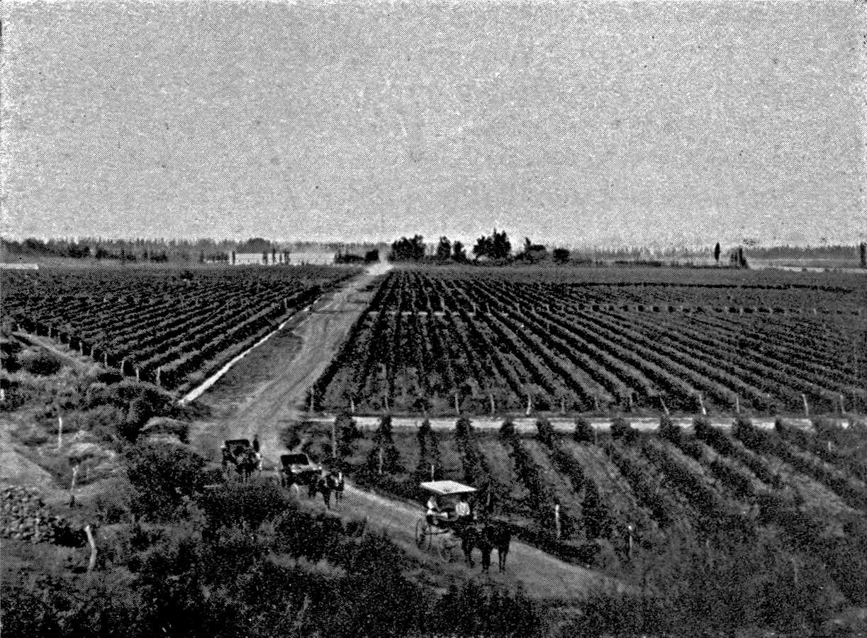 Vineyard