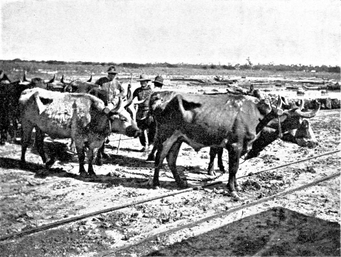 Yoke of Creole Oxen