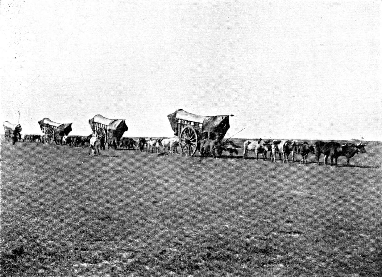 Ox Wagon