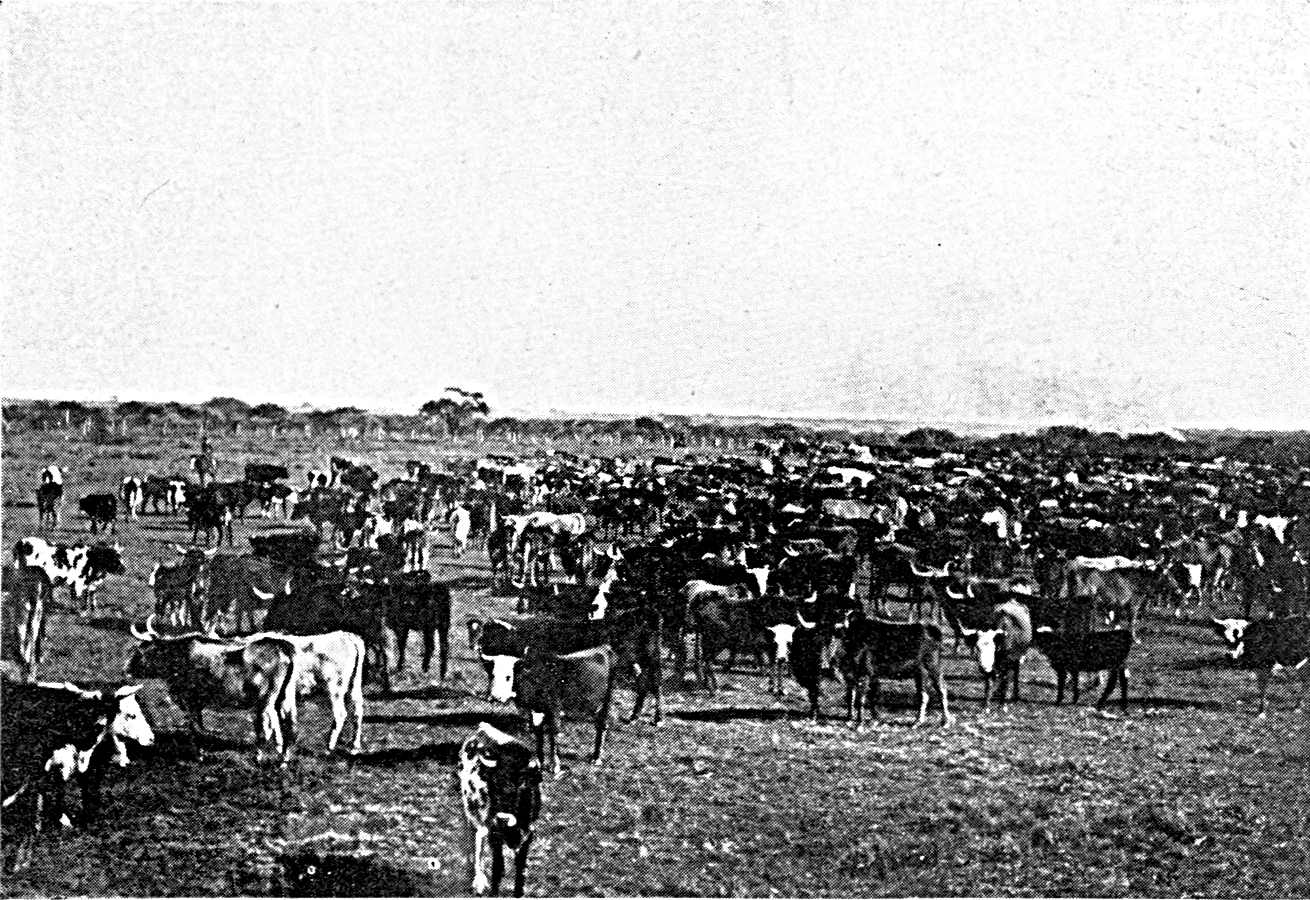 Creole Cattle