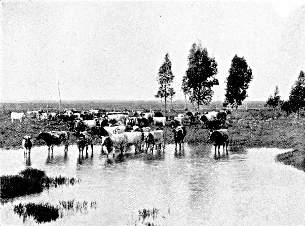 Durham Cattle