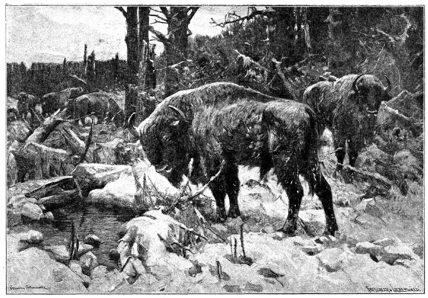 Ett farligt djur. Den amerikanske
    bisonoxen.