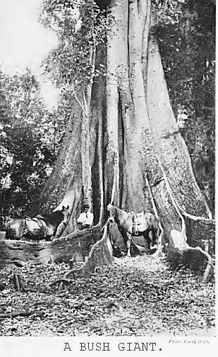 A bush giant