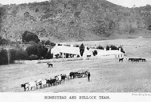 Homestead and bullock team