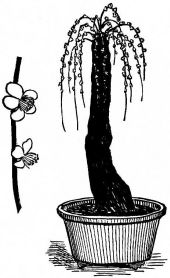 Fig. 278.—Dwarf plum.