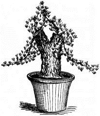 Fig. 279.—Dwarf pine.