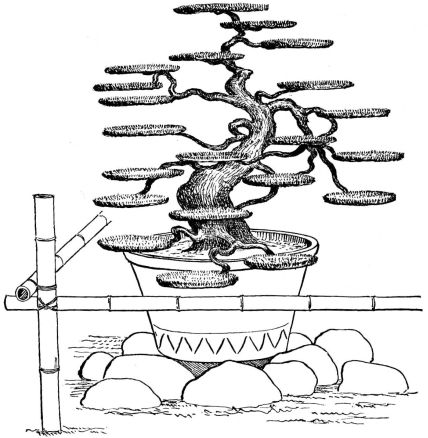 Fig. 281.—Dwarfed pine.
