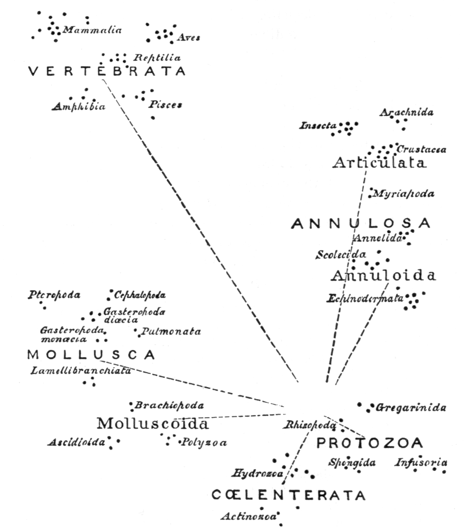 Relations in the Animal Kingdom (after
    Huxley)