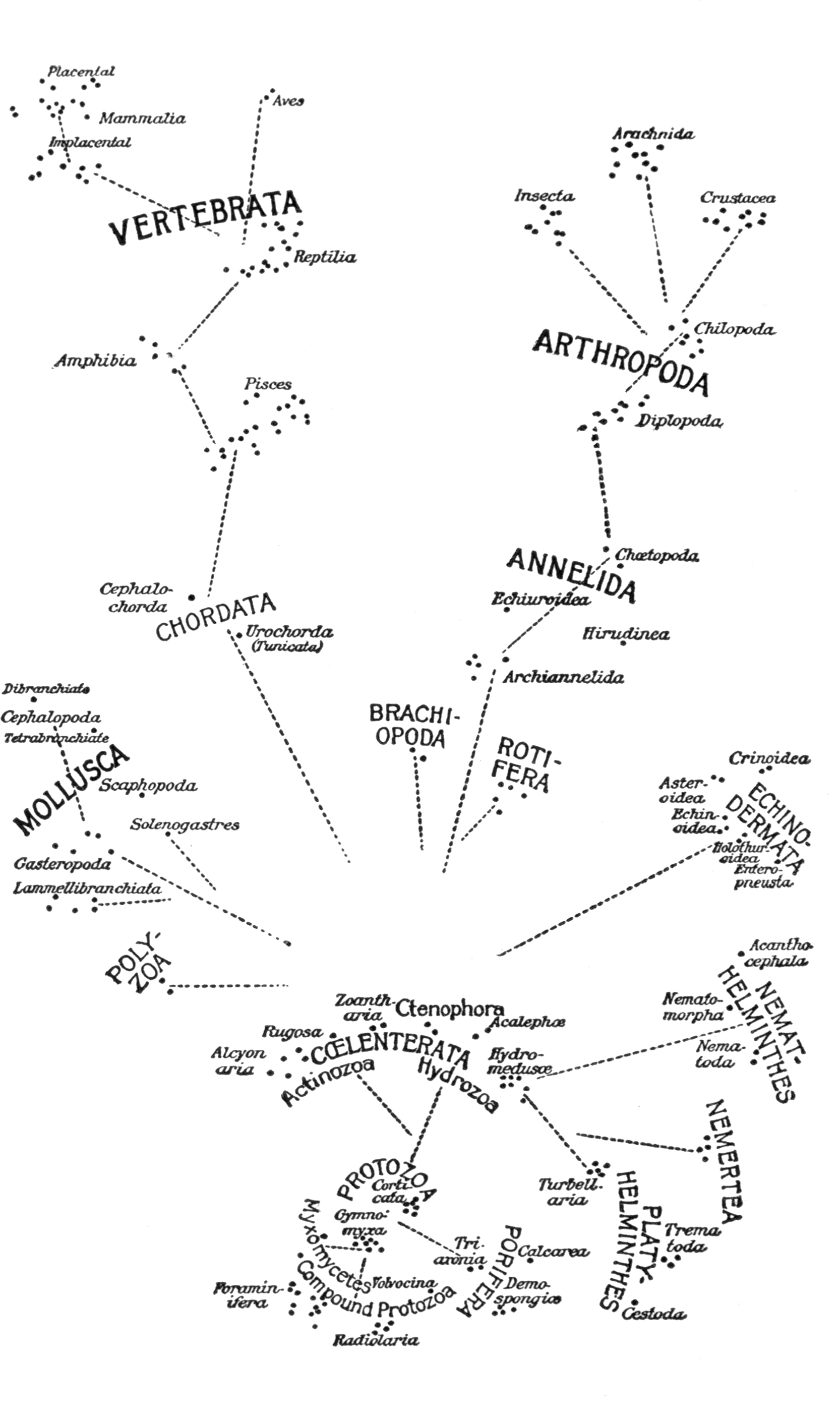 Relations in the Animal Kingdom
    (updated)