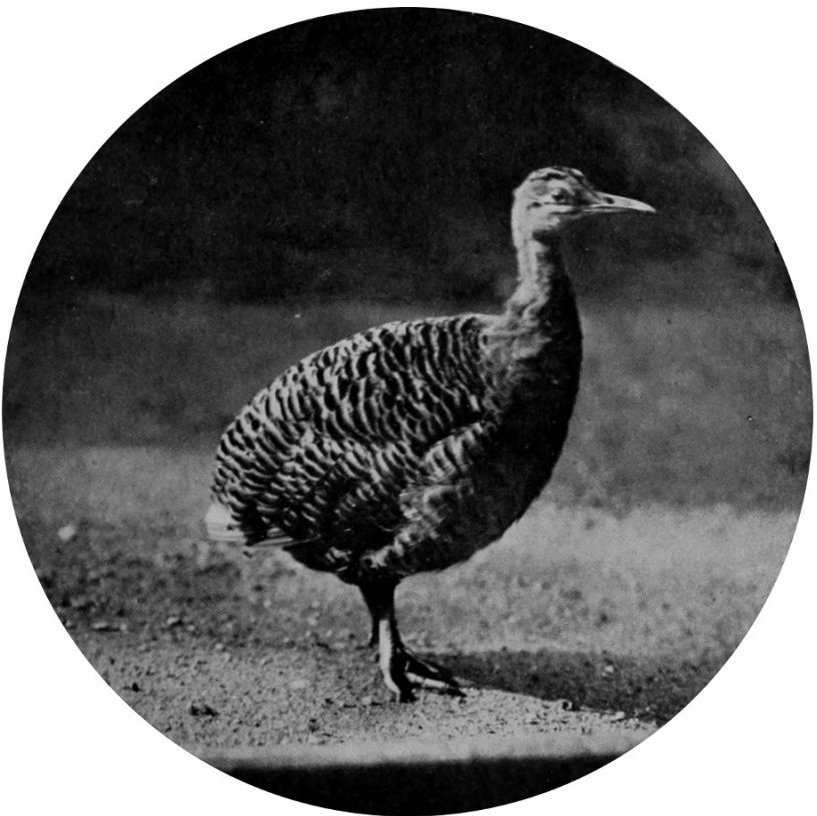RUFOUS TINAMOU, BRAZIL.