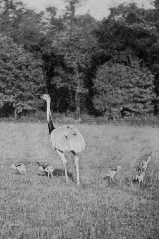 RHEA AND YOUNG ONES.