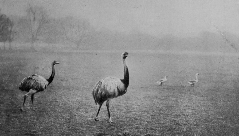 RHEAS IN TRING PARK.