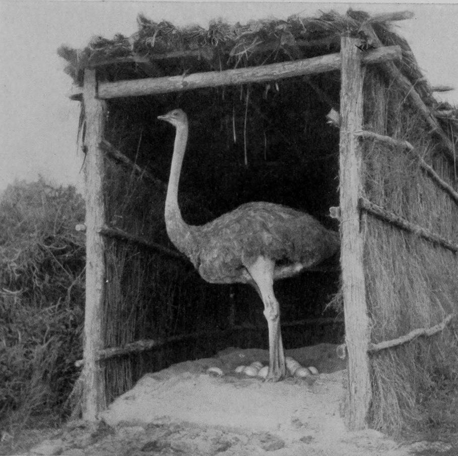 OSTRICH STANDING BESIDE HER EGGS.