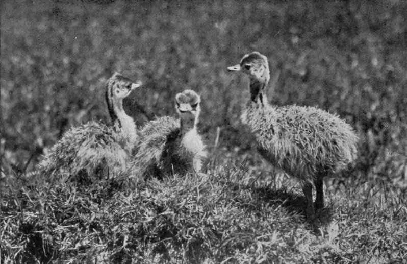 OSTRICHES TEN DAYS OLD.