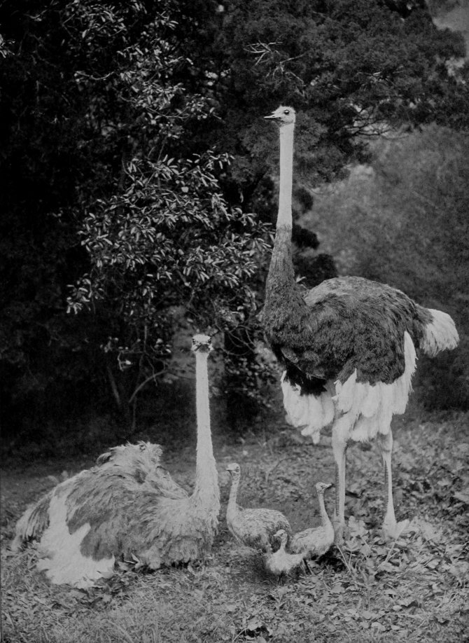 AN OSTRICH FAMILY.
