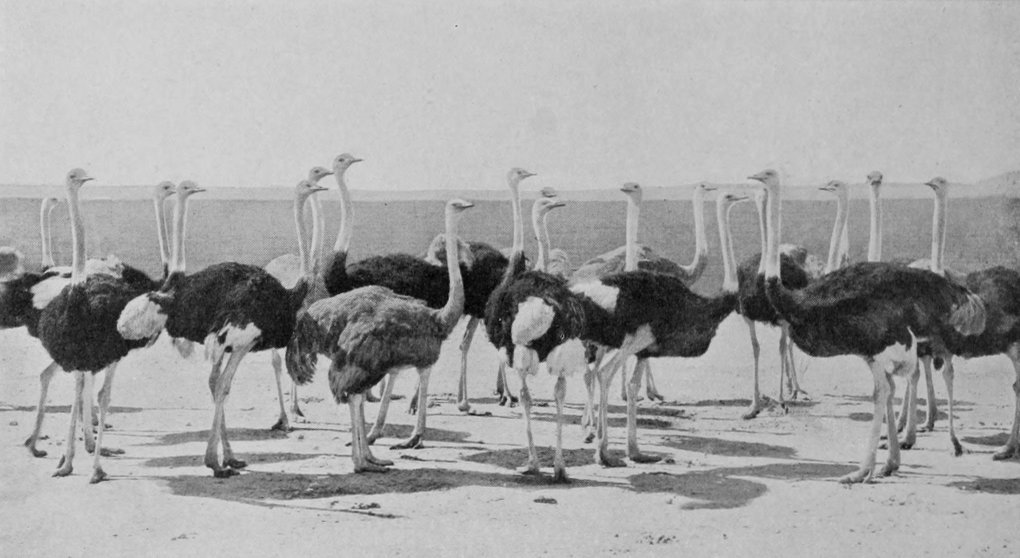 A GROUP OF COCK OSTRICHES.