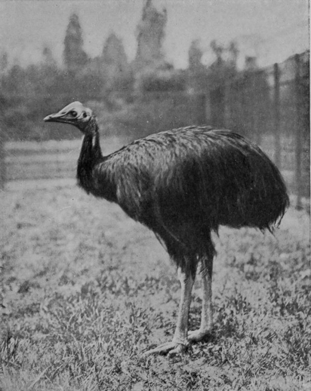 SCLATER'S CASSOWARY.