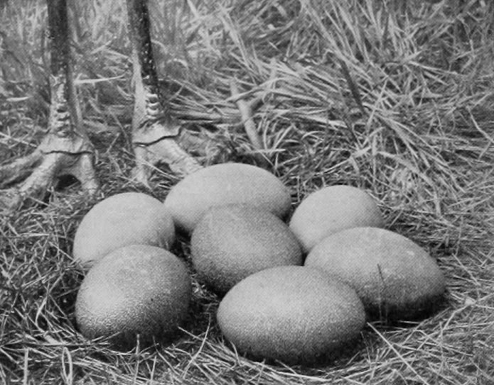 NEST AND EGGS OF EMEU.