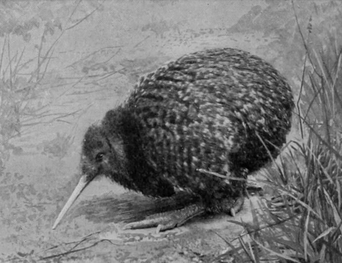 OWEN'S KIWI, NEW ZEALAND, SOUTH ISLAND.