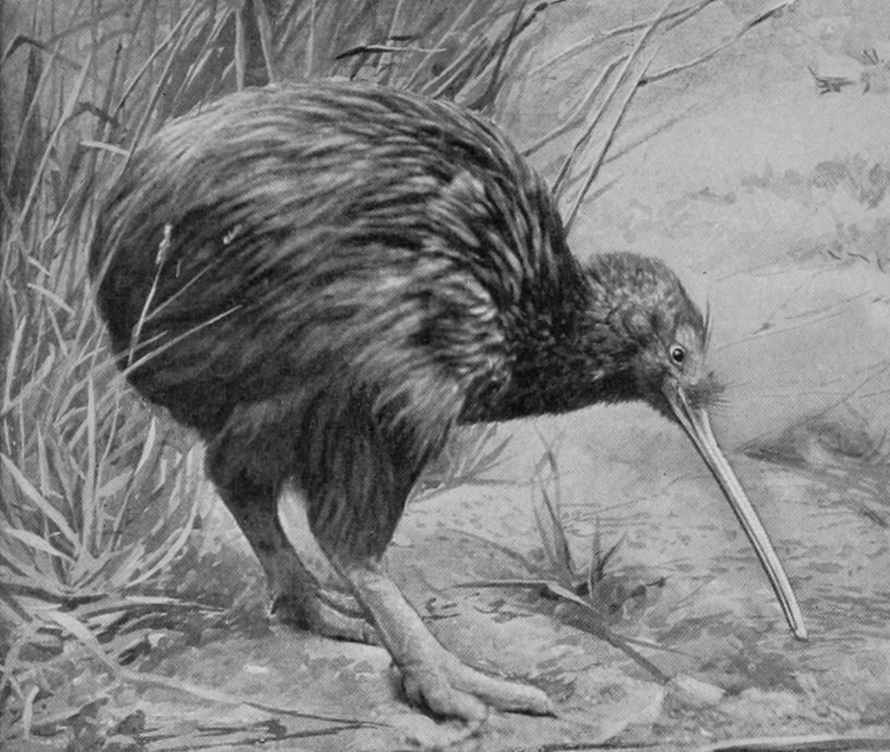 MANTELL'S KIWI, NEW ZEALAND, NORTH
    ISLAND.