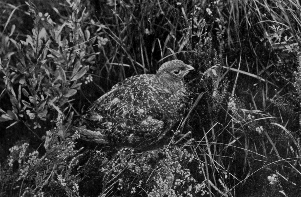RED GROUSE.
