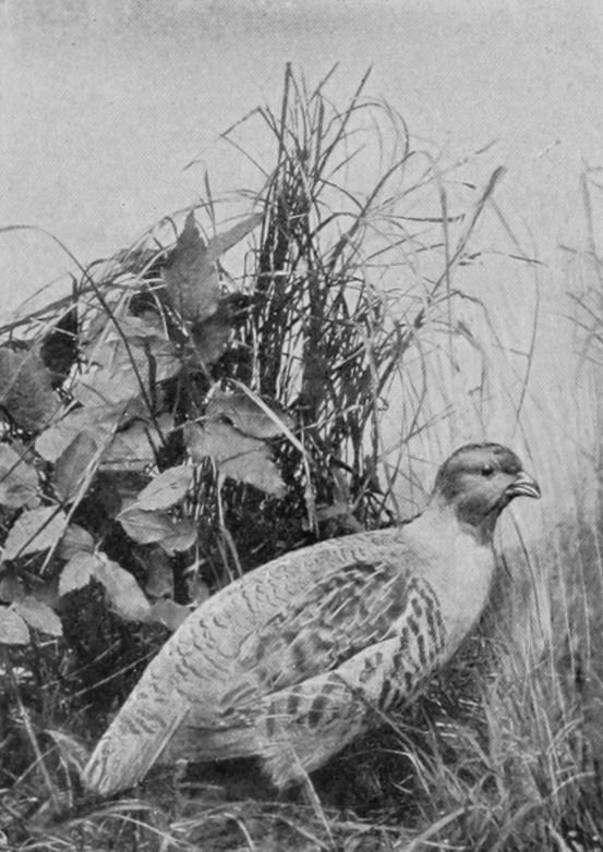 COMMON PARTRIDGE.