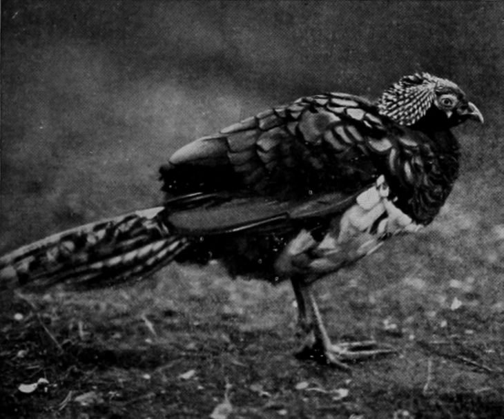 AMHERST'S PHEASANT.