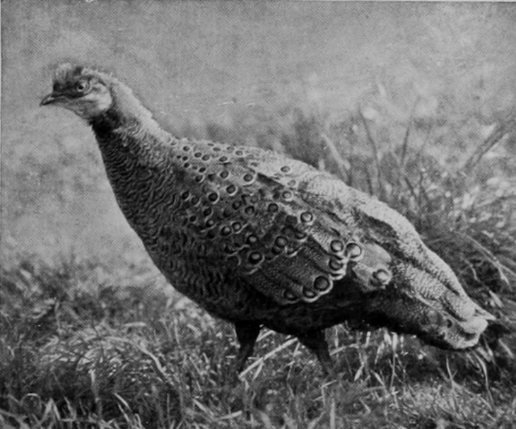 PEACOCK-PHEASANT.